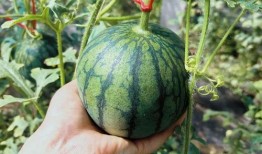 王大炮免费吃瓜,揭秘娱乐圈幕后真相